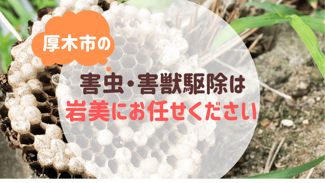 厚木市の害虫・害獣駆除は便利屋岩美